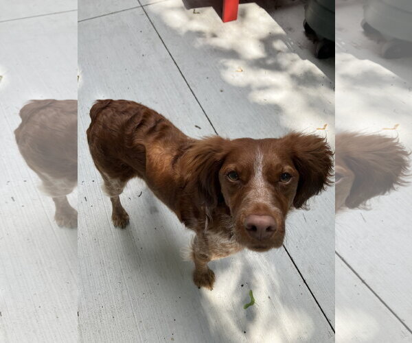 Medium Photo #1 Brittany Puppy For Sale in Curwensville, PA, USA