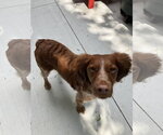 ON/Remi - Male Brittany Dog for Adoption - Small photo