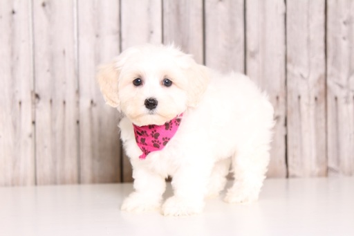 Medium Photo #1 Lhasa-Poo Puppy For Sale in MOUNT VERNON, OH, USA