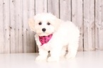 Small Photo #1 Lhasa-Poo Puppy For Sale in MOUNT VERNON, OH, USA