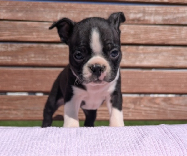 Medium Photo #5 Boston Terrier Puppy For Sale in GOSHEN, IN, USA