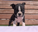 Small #4 Boston Terrier