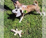 Small Photo #1 Chihuahua Puppy For Sale in MURPHY, NC, USA