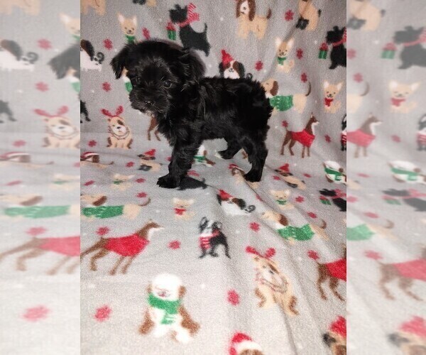 Medium Photo #1 YorkiePoo Puppy For Sale in LAPEER, MI, USA