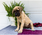 Small #6 Mastiff