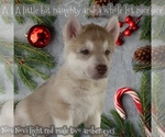 Small Photo #2 Siberian Husky Puppy For Sale in FRESNO, CA, USA