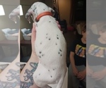Small Photo #2 Dalmatian Puppy For Sale in ROMEOVILLE, IL, USA
