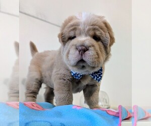 Medium Chinese Shar-Pei