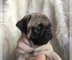 Small Photo #2 Pug Puppy For Sale in SHERMAN OAKS, CA, USA