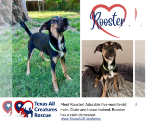 Mutt Dogs for adoption in Lillian, TX, USA