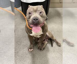 Mutt Dogs for adoption in Forestville, MD, USA