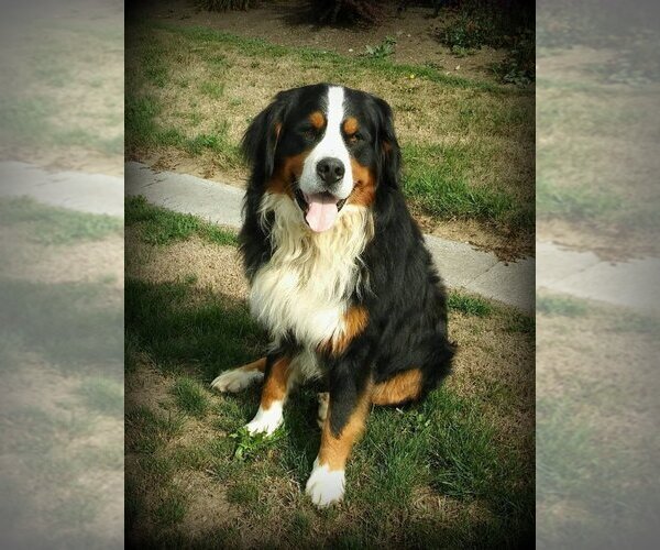 Medium Photo #1 Bernese Mountain Dog Puppy For Sale in FREDERICKSBRG, PA, USA