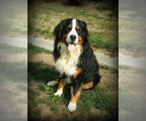 Father of the Bernese Mountain Dog puppies born on 05/03/2019