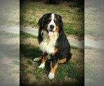 Small Photo #1 Bernese Mountain Dog Puppy For Sale in FREDERICKSBRG, PA, USA