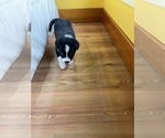Small Photo #24 Border Collie Puppy For Sale in KANSAS CITY, MO, USA