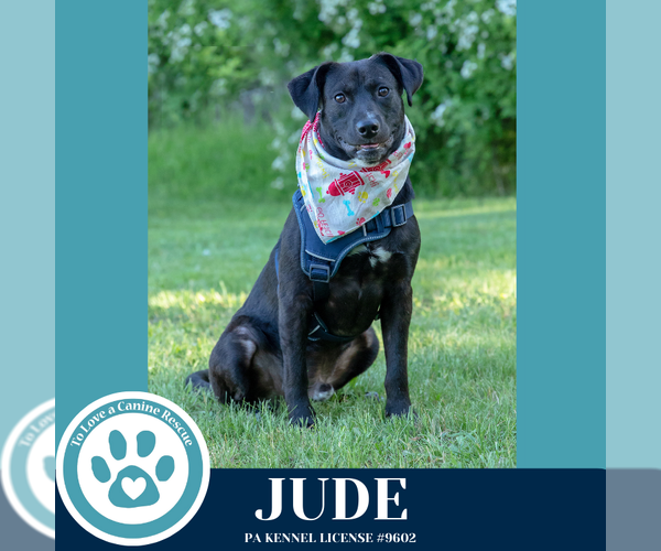 Medium Photo #17 Labrador Retriever-Unknown Mix Puppy For Sale in Kimberton, PA, USA