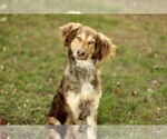 Small Australian Shepherd Mix