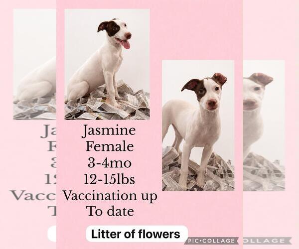 Medium Photo #1 Labrador Retriever-Whippet Mix Puppy For Sale in Virginia Beach, VA, USA