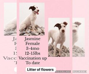 Labrador Retriever-Whippet Mix Dogs for adoption in Virginia Beach, VA, USA