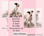 Jasmine - Female Labrador Retriever-Whippet Mix Dog for Adoption - Small photo