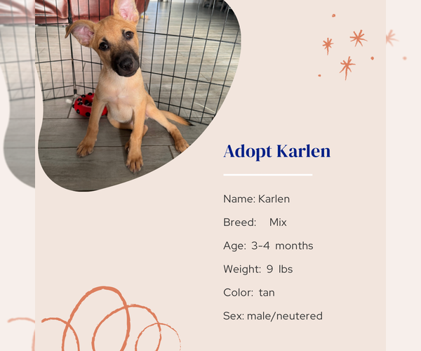 Medium Photo #9 Mutt Puppy For Sale in Naples, FL, USA