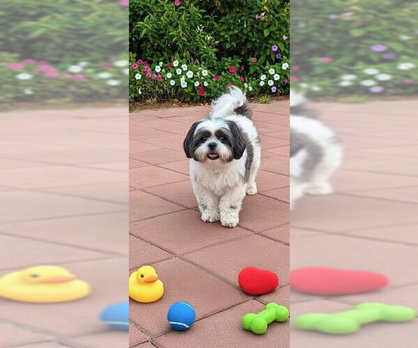 Medium Photo #3 Shih Tzu Puppy For Sale in Weston, FL, USA