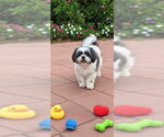 Small #2 Shih Tzu