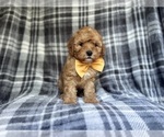 Small #8 Cavapoo