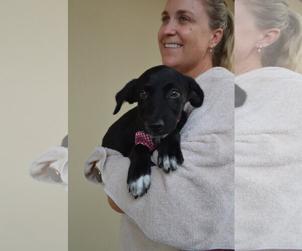 Medium Photo #2 Labrador Retriever-Unknown Mix Puppy For Sale in McKinney, TX, USA