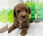 Small #2 Goldendoodle (Miniature)