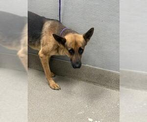 German Shepherd Dog-Unknown Mix Dogs for adoption in Las Vegas, NV, USA