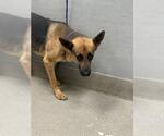Small German Shepherd Dog Mix