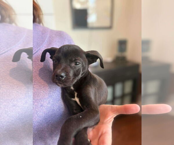 Medium Photo #2 Mutt Puppy For Sale in Mount Pleasant, SC, USA