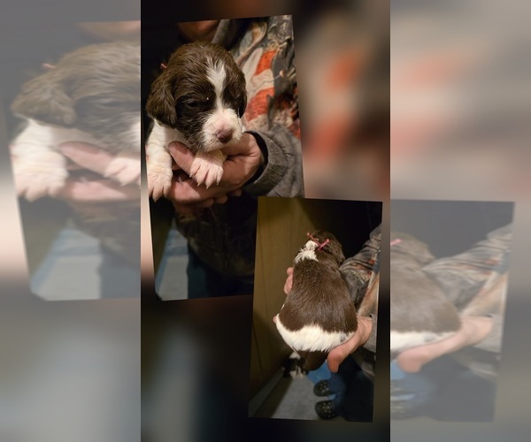 Medium Photo #7 Brittany Puppy For Sale in MOHAWK, NY, USA