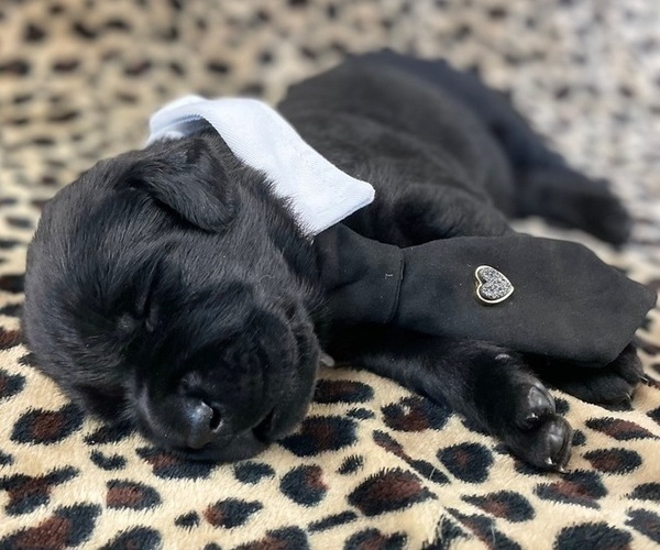 Medium Photo #1 Labrador Retriever Puppy For Sale in ELLSWORTH, IA, USA