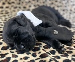 Small Photo #1 Labrador Retriever Puppy For Sale in ELLSWORTH, IA, USA
