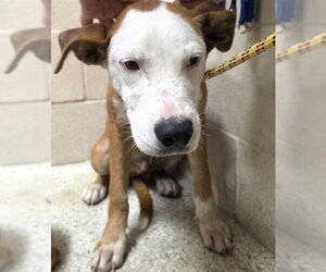 Mutt Dogs for adoption in Conroe, TX, USA