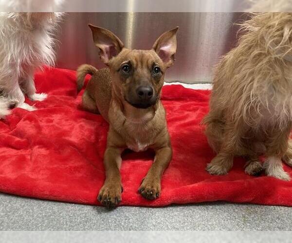 Medium Photo #1 Parson Russell Terrier-Unknown Mix Puppy For Sale in Orange, CA, USA