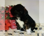 Small Photo #1 Poogle-Unknown Mix Puppy For Sale in ATL, GA, USA