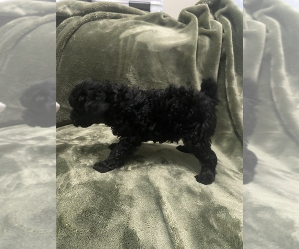 Medium Photo #1 Poodle (Toy) Puppy For Sale in SPRING HILL, FL, USA