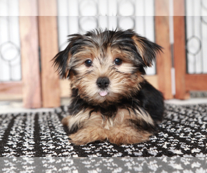 Yorkshire Terrier Puppy for sale in NAPLES, FL, USA