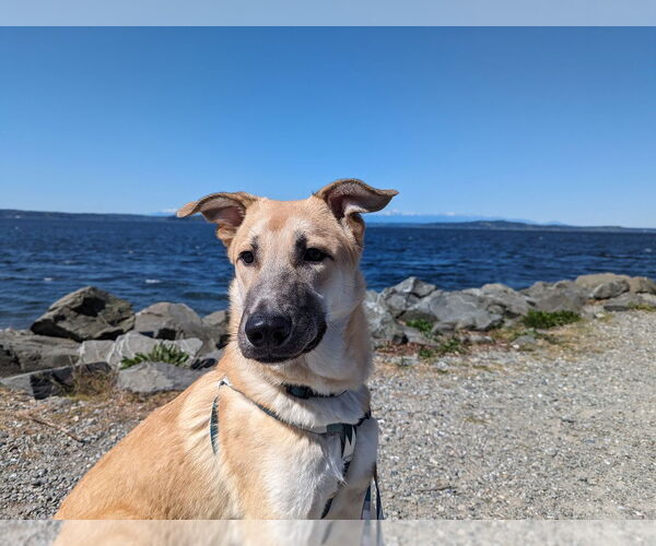 Medium Photo #5 Mutt Puppy For Sale in Bellevue, WA, USA