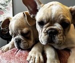 Small #1 French Bulldog