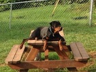 Small Photo #1 Rottweiler Puppy For Sale in LYNCHBURG, VA, USA