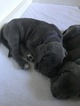 Small Photo #8 Great Dane Puppy For Sale in REDDING, CA, USA