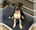 Small #1 Mountain Cur Mix