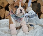 Small Photo #6 Boxer Puppy For Sale in HONEY BROOK, PA, USA