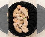 Small #5 English Cream Golden Retriever