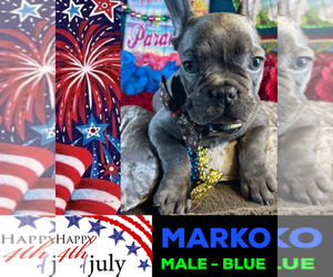 French Bulldog Puppy for sale in HEATHROW, FL, USA
