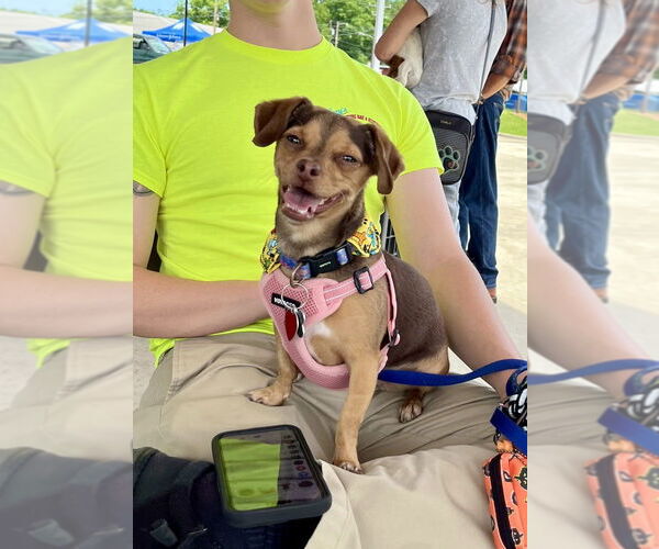 Medium Photo #2 Chihuahua-Unknown Mix Puppy For Sale in Mooresville, NC, USA